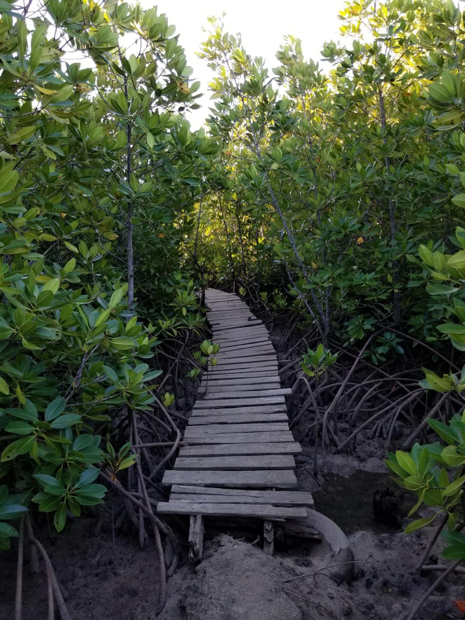 Emma Gibbons: Human touch amidst nature's embrace: a man-made walkway winds through the rejuvenated heart of the mangrove, illustrating ways mankind and the environment can both benefit.