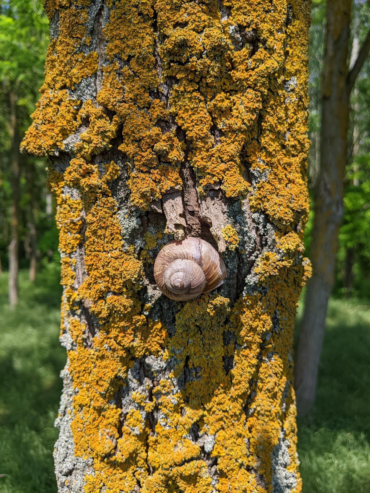 Alina Karapandzich: Excavation pee breaks in the woods are made immensely more enjoyable when you have beautiful wooded areas nearby with cute snails to take pictures of! Location: the Great Hungarian Plain
