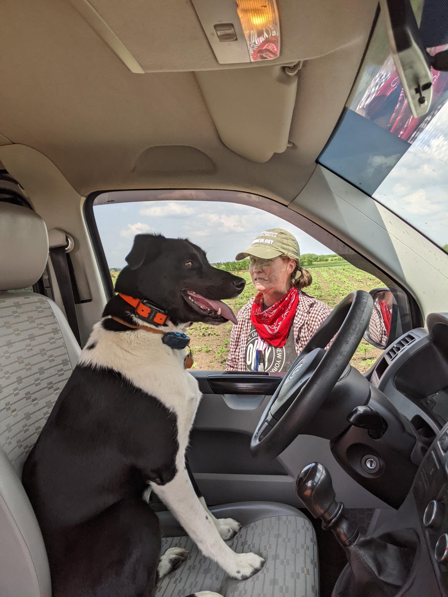Alina Karapandzich: Lola, the real director of PIPP, driving the field van at the end of hard day's work excavating a Neolithic tell as her owner, Dr. Riebe (the so-called PIPP director) judges Lola's driving abilities.