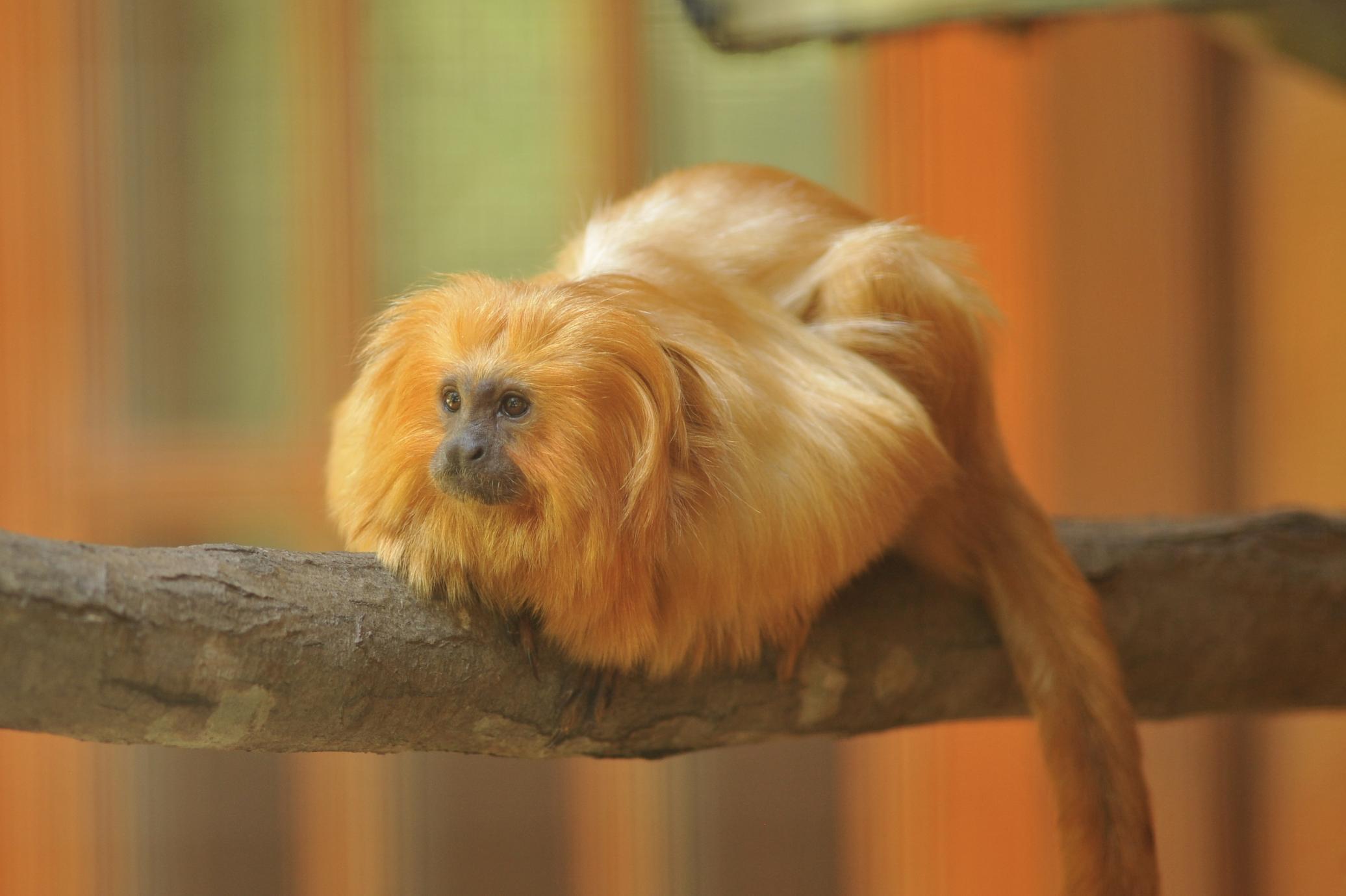 Matt Lawman: This is an image of a rare golden lion tamarin. This species is highly endangered and hard to find in the wild. Photo was taken in captivity.