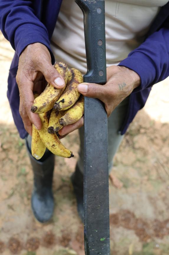 Close up of plantains