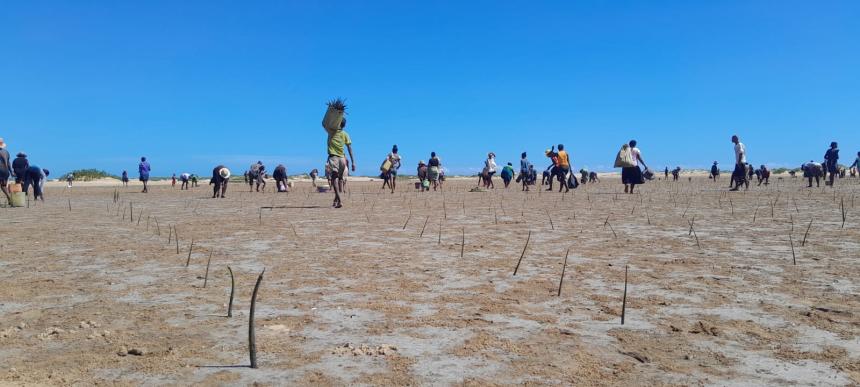 closer to the camera are rows of sprouts and people walking in the distance