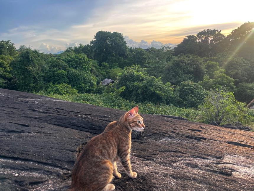 cat on a mountain top