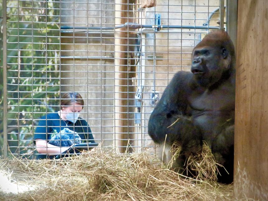 person on the left holding a clipboard with observing gorilla in zoo enclosure