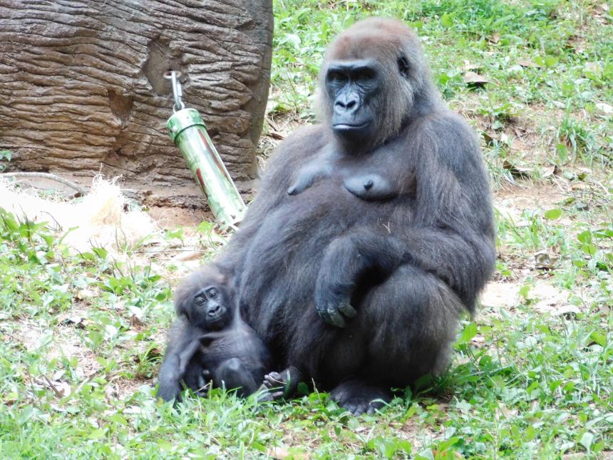 mother and baby gorilla