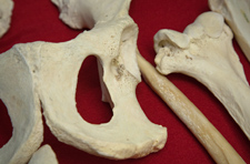 Detail of a hippo bone