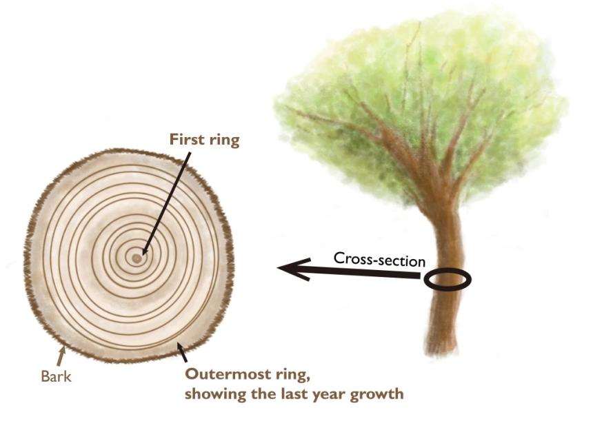 Structure of tree-ring. Figure drawn by Seungyeon Hong