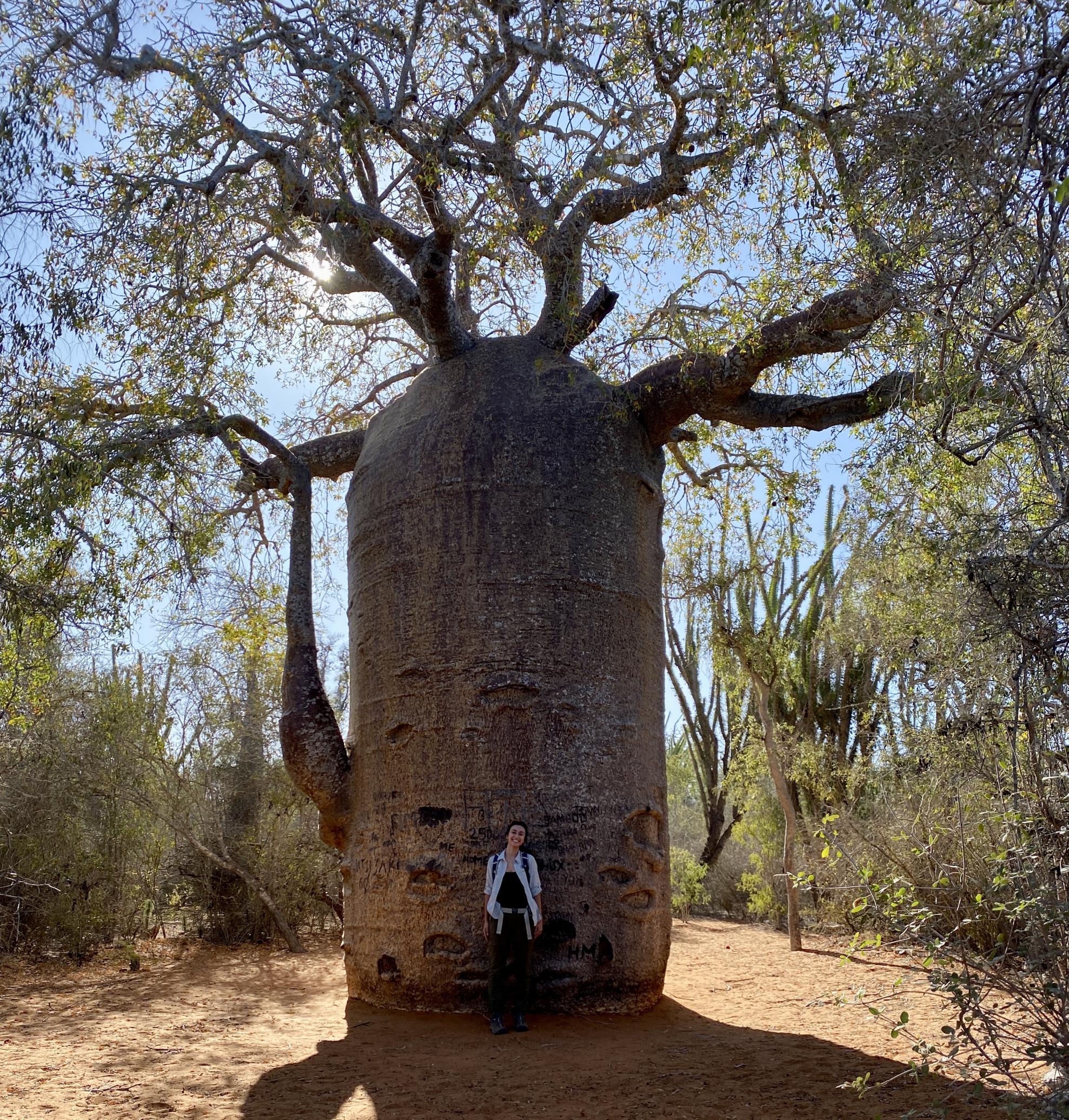 This is a 1,200 year old baobab tree in the spiny forest of Madagascar, where I studied anthropology and conducted research this summer." -Audrey Safir, Undergraduate 1st Place