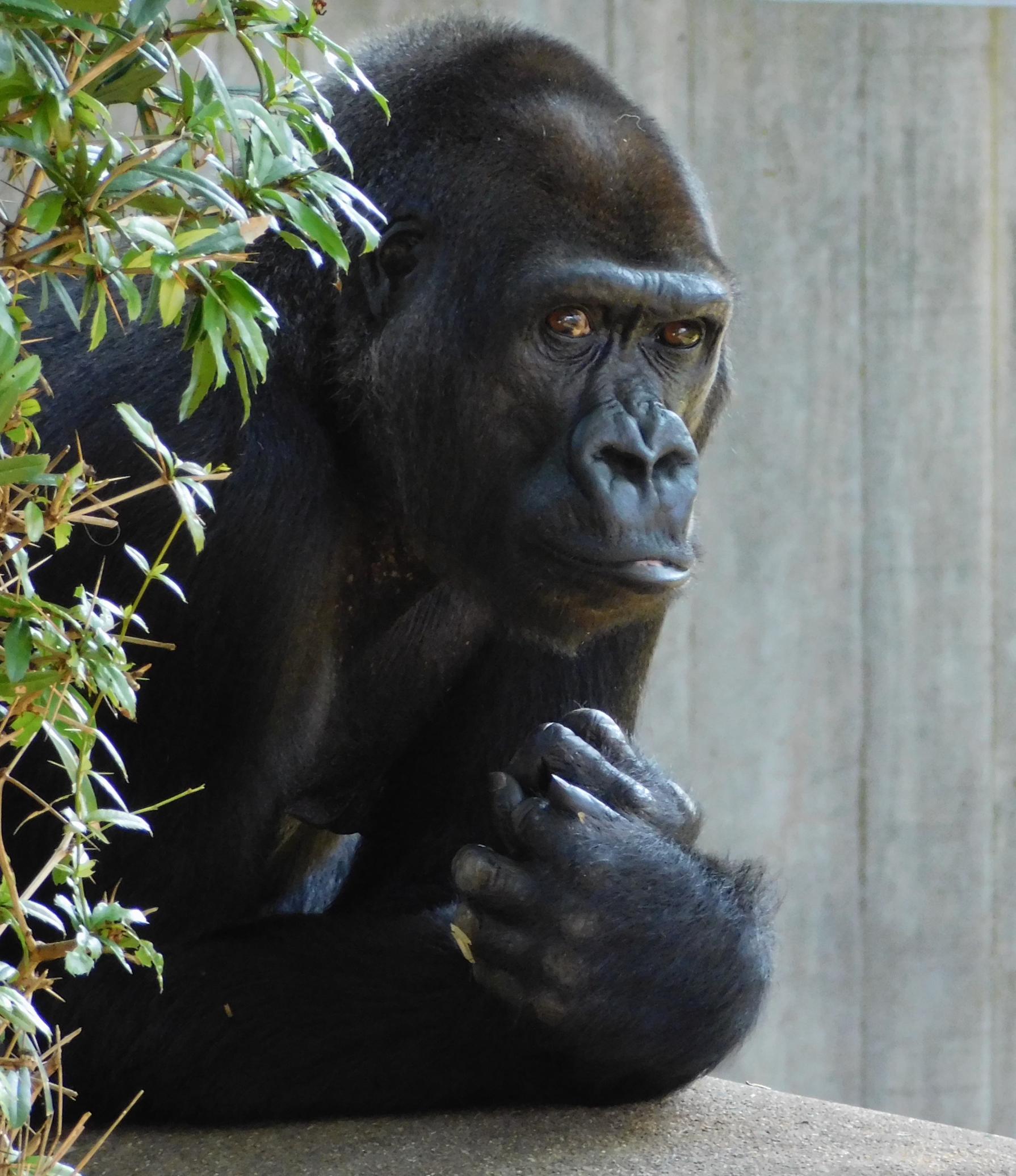 "Peering into the face of a relative. Photo taken at the National Zoo during data collection on gorilla nutrition and behavior." -Rhiannon Shultz