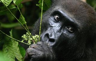Mekome, a female western lowland gorilla (Photo by Roberta Salmi)