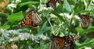 Monarch Butterflies