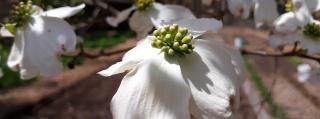 Dogwood