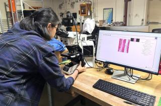 Seungyeon Hong examines a wood sample through a high-powered microscope in a laboratory setting. The microscope is connected to a computer displaying a magnified cross-section of the sample, showing pink-stained cellular structures. The lab bench is equipped with a keyboard, mouse, and other tools, and shelves and lab equipment are visible in the background