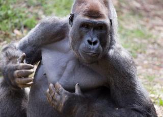 gorilla. photo courtesy of zoo atlanta