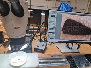 The dissected outermost two rings of the elm sample