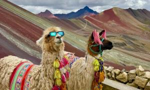 Two alpacas dressed to impress on top of Peru’s Rainbow Mountain. This picture was taken during a study abroad program focused on the use of alpaca fiber in traditional Incan textile production. 