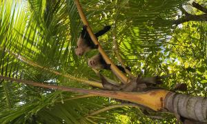 Primates in Costa Rica