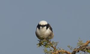 A perched White-crowned Shrike 