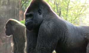 Gorillas