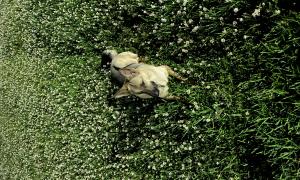 A German Shepard relaxes in a flowery field after a long hike. 