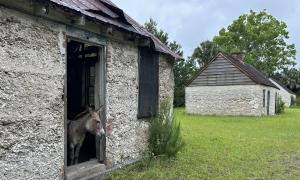 Tabby house donkey on Ossabaw Island, GA. 