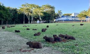 Capybaras chilling in a park in Brazil, completely unbothered by the world. 
