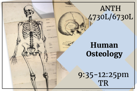 flyer with catalog description placed over blue and tan diamonds over sketch of human skeleton