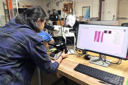 Seungyeon Hong examines a wood sample through a high-powered microscope in a laboratory setting. The microscope is connected to a computer displaying a magnified cross-section of the sample, showing pink-stained cellular structures. The lab bench is equipped with a keyboard, mouse, and other tools, and shelves and lab equipment are visible in the background