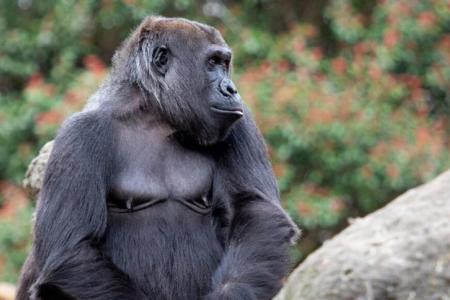 Image of Sukari, a western lowland gorilla at Zoo Atlanta