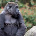Image of Sukari, a western lowland gorilla at Zoo Atlanta